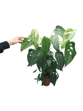 Monstera Siltepecana buschig